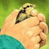 CLICK ON IMAGE TO PREVIEW