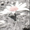 CLICK ON IMAGE TO PREVIEW